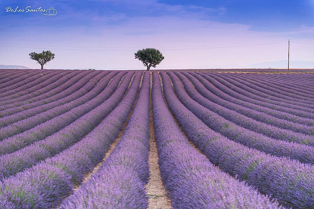 Campo de lavanda